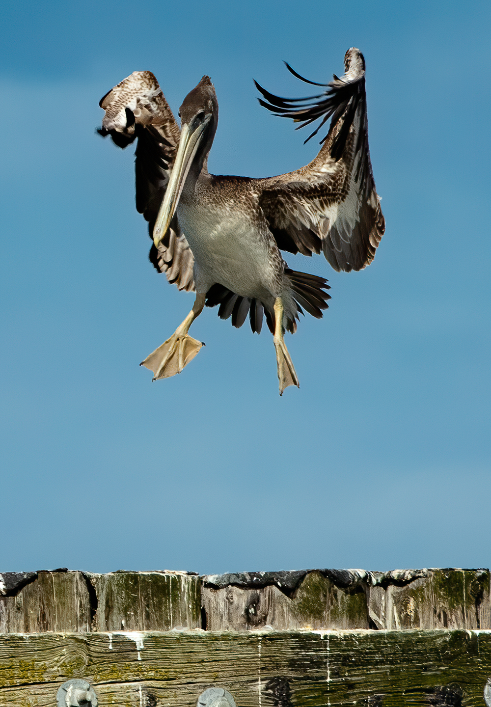 Washington Coast Pelicans 04